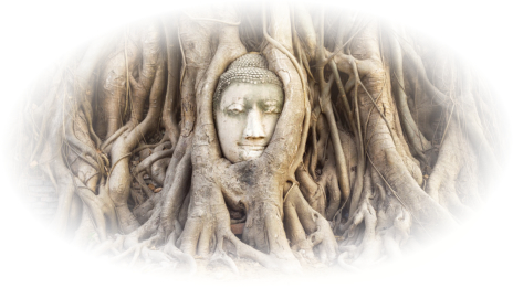 Buddha im Baum